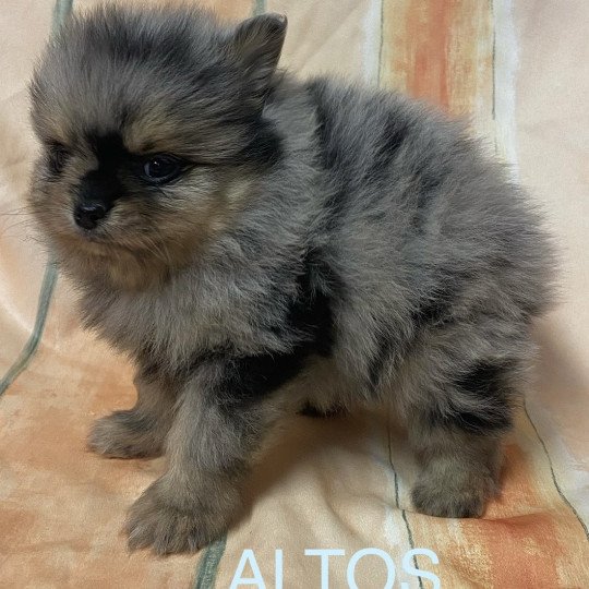 chiot Spitz allemand ALTOS spiz à réserver Domaine de la Chantelaie