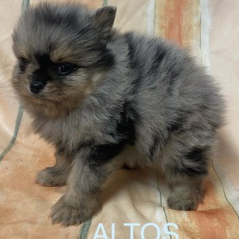 chiot Spitz allemand ALTOS spiz à réserver Domaine de la Chantelaie