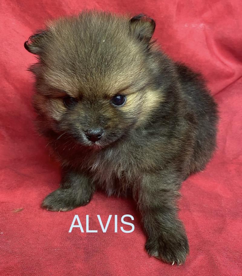 ALVIS spitz à réserver Mâle Spitz allemand