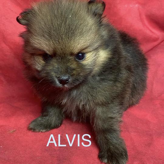 chiot Spitz allemand ALVIS spitz à réserver Domaine de la Chantelaie