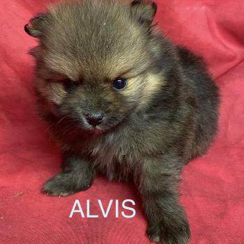 chiot Spitz allemand ALVIS spitz à réserver Domaine de la Chantelaie