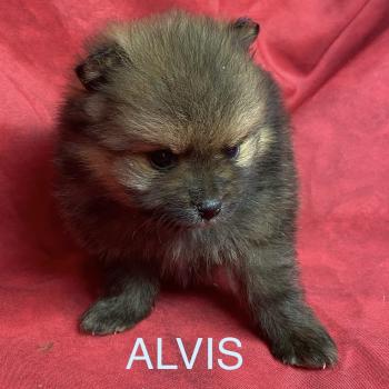 chiot Spitz allemand ALVIS spitz à réserver Domaine de la Chantelaie