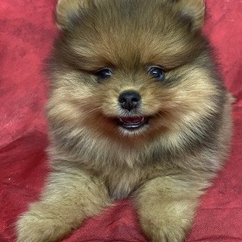 chiot Spitz allemand ALYA spitz Domaine de la Chantelaie chiot Spitz allemand ALYA spitz Domaine de la Chantelaie