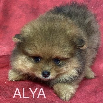 chiot Spitz allemand ALYA spitz Domaine de la Chantelaie chiot Spitz allemand ALYA spitz Domaine de la Chantelaie