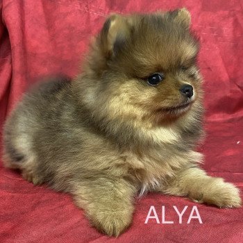chiot Spitz allemand ALYA spitz Domaine de la Chantelaie chiot Spitz allemand ALYA spitz Domaine de la Chantelaie