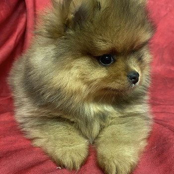 chiot Spitz allemand ALYA spitz Domaine de la Chantelaie chiot Spitz allemand ALYA spitz Domaine de la Chantelaie