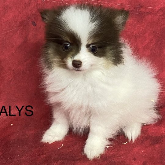 chiot Spitz allemand ALYS spitz naine Domaine de la Chantelaie