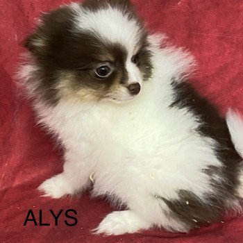 chiot Spitz allemand ALYS spitz naine Domaine de la Chantelaie