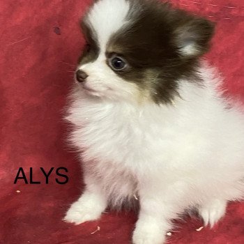 chiot Spitz allemand ALYS spitz naine Domaine de la Chantelaie