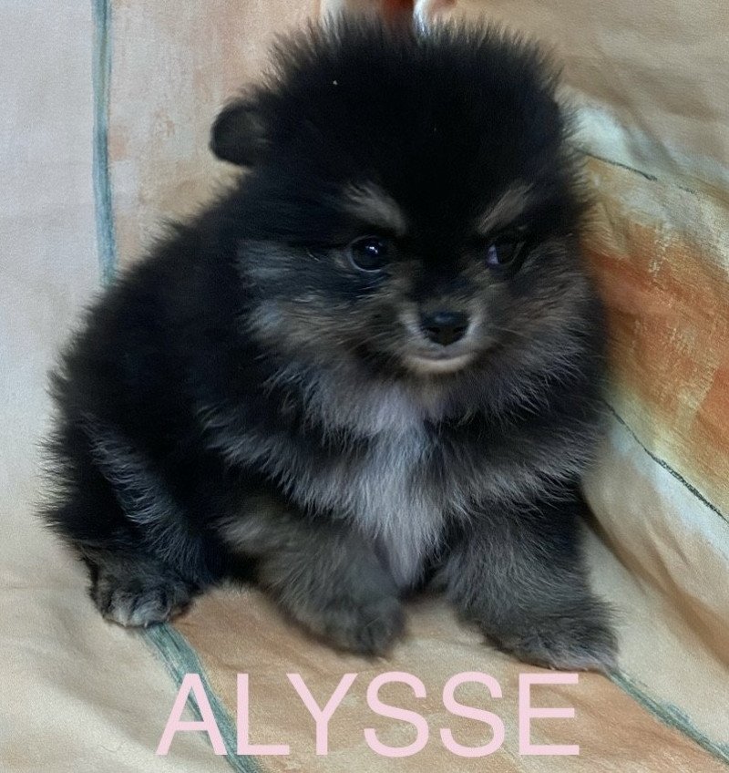 ALYSSE spitz naine Femelle Spitz allemand