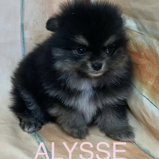 chiot Spitz allemand ALYSSE spitz à réserver Domaine de la Chantelaie