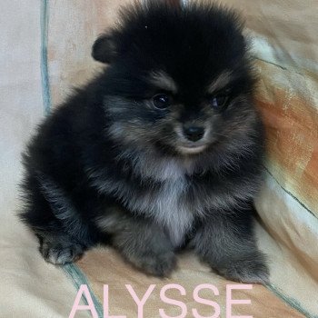 chiot Spitz allemand ALYSSE spitz à réserver Domaine de la Chantelaie