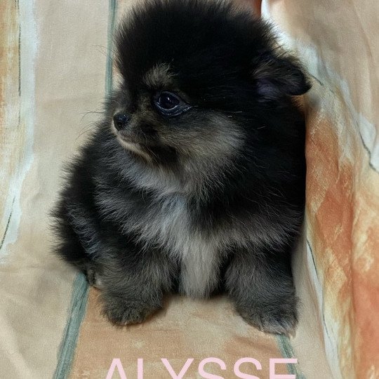 chiot Spitz allemand ALYSSE spitz à réserver Domaine de la Chantelaie