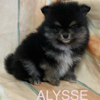 chiot Spitz allemand ALYSSE spitz à réserver Domaine de la Chantelaie