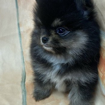 chiot Spitz allemand ALYSSE spitz à réserver Domaine de la Chantelaie