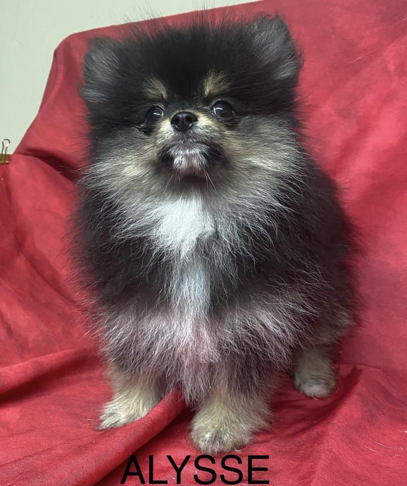 ALYSSE spitz naine Femelle Spitz allemand