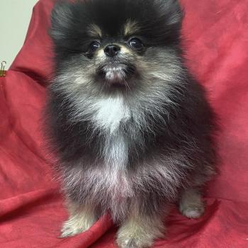 chiot Spitz allemand ALYSSE spitz naine Domaine de la Chantelaie