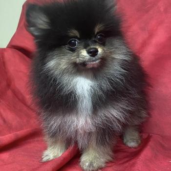 chiot Spitz allemand ALYSSE spitz naine Domaine de la Chantelaie