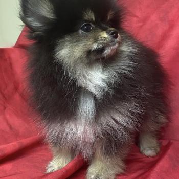 chiot Spitz allemand ALYSSE spitz naine Domaine de la Chantelaie