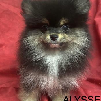 chiot Spitz allemand ALYSSE spitz naine Domaine de la Chantelaie