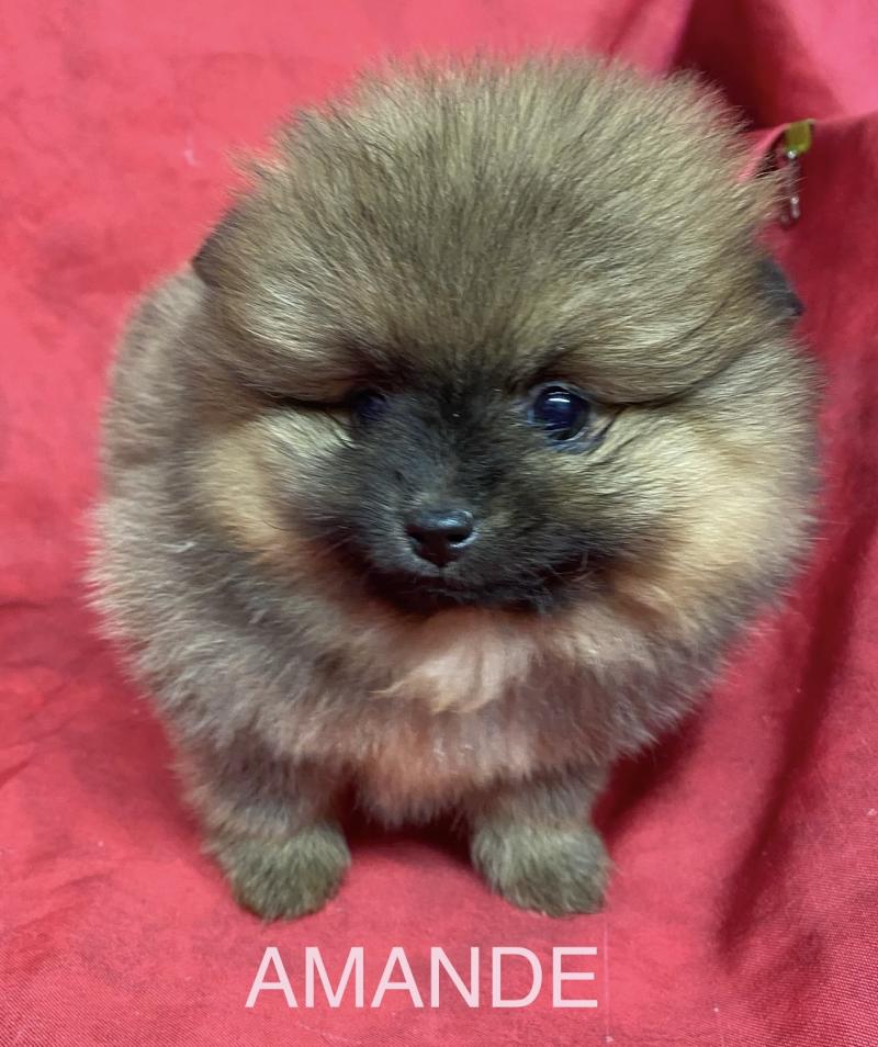 AMANDE spitz RÉSERVÉE Femelle Spitz allemand