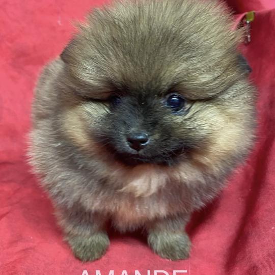 chiot Spitz allemand AMANDE spitz à réserver Domaine de la Chantelaie