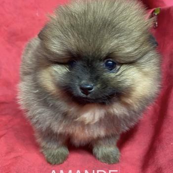 chiot Spitz allemand AMANDE spitz à réserver Domaine de la Chantelaie