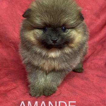 chiot Spitz allemand AMANDE spitz à réserver Domaine de la Chantelaie