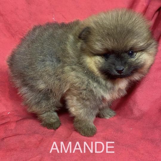 chiot Spitz allemand AMANDE spitz à réserver Domaine de la Chantelaie