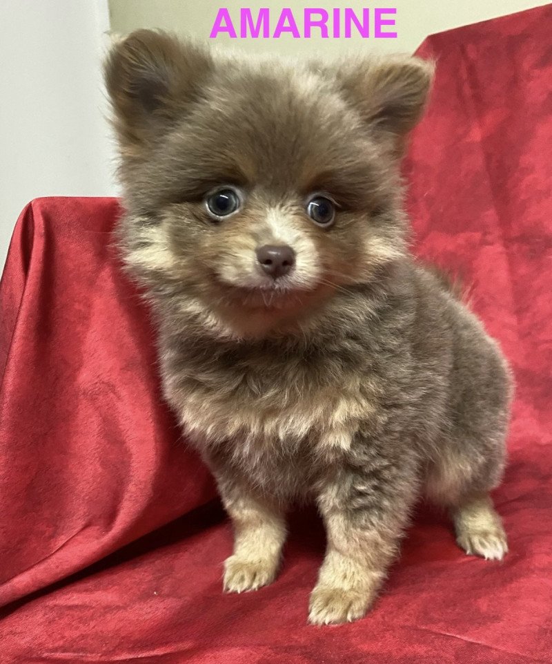 AMARINE Femelle Spitz allemand