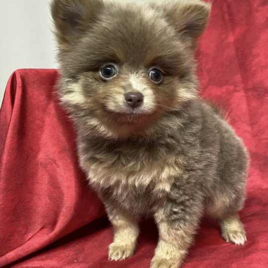 chiot Spitz allemand AMARINE Domaine de la Chantelaie