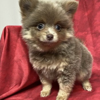 chiot Spitz allemand AMARINE Domaine de la Chantelaie chiot Spitz allemand AMARINE Domaine de la Chantelaie