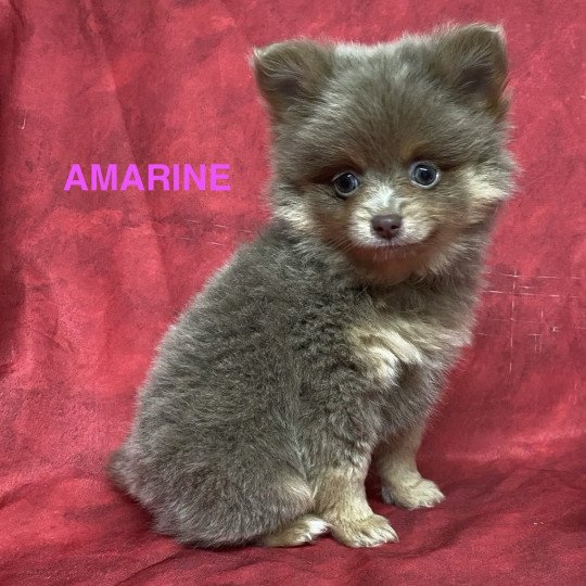 chiot Spitz allemand AMARINE Domaine de la Chantelaie