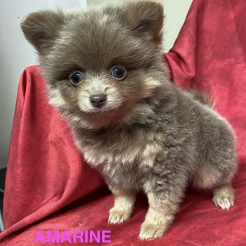 chiot Spitz allemand AMARINE Domaine de la Chantelaie chiot Spitz allemand AMARINE Domaine de la Chantelaie