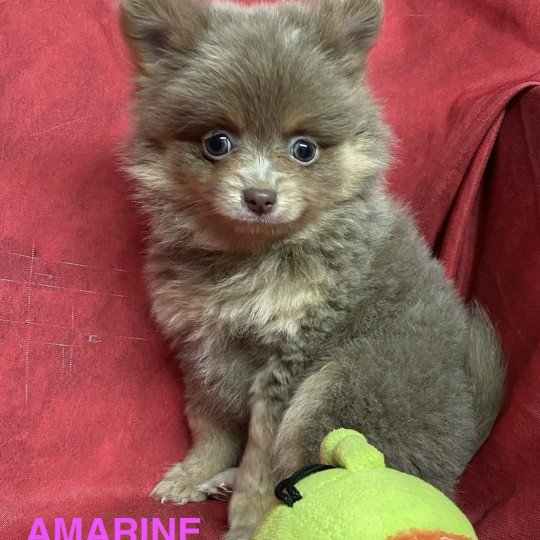 chiot Spitz allemand AMARINE Domaine de la Chantelaie