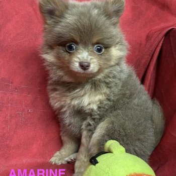 chiot Spitz allemand AMARINE Domaine de la Chantelaie chiot Spitz allemand AMARINE Domaine de la Chantelaie