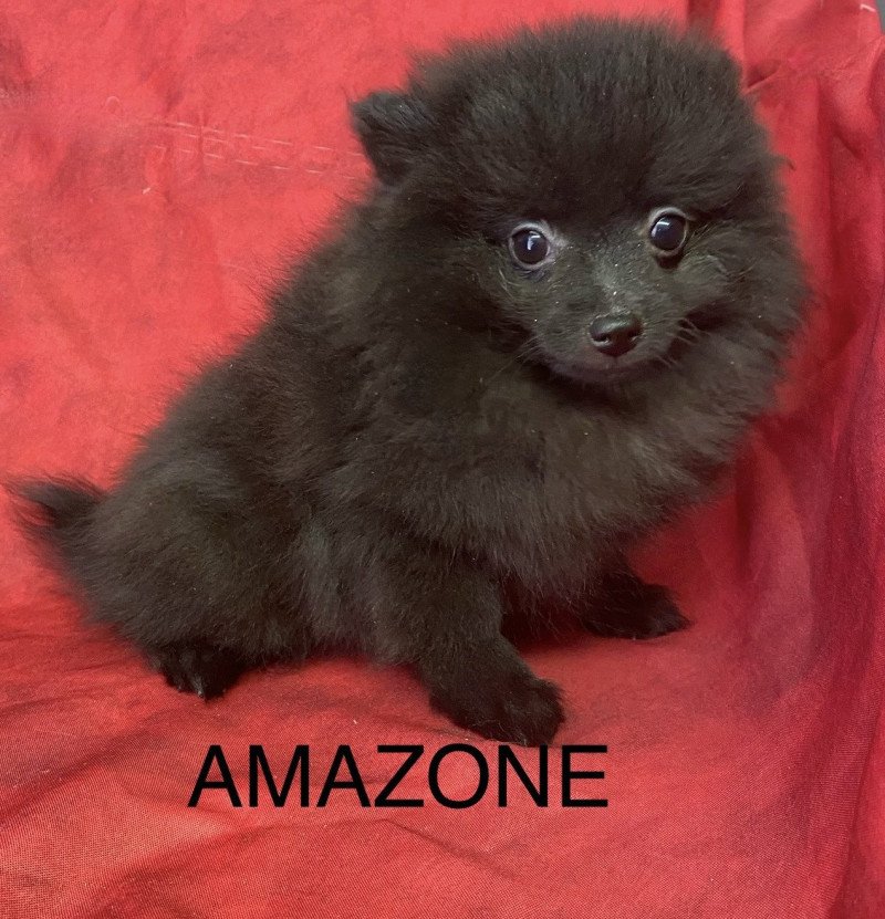 AMAZONE spitz naine Femelle Spitz allemand