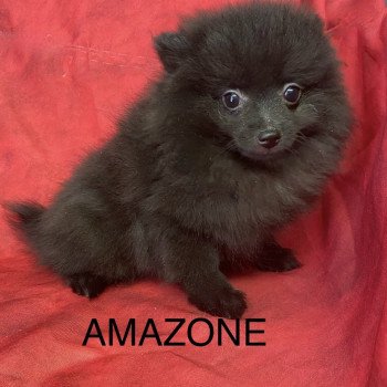 chiot Spitz allemand AMAZONE spitz naine Domaine de la Chantelaie chiot Spitz allemand AMAZONE spitz naine Domaine de la Chantelaie