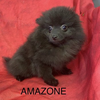 chiot Spitz allemand AMAZONE spitz naine Domaine de la Chantelaie chiot Spitz allemand AMAZONE spitz naine Domaine de la Chantelaie