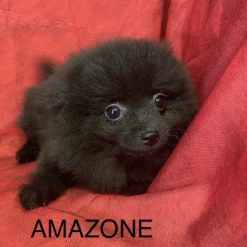 chiot Spitz allemand AMAZONE spitz naine Domaine de la Chantelaie chiot Spitz allemand AMAZONE spitz naine Domaine de la Chantelaie