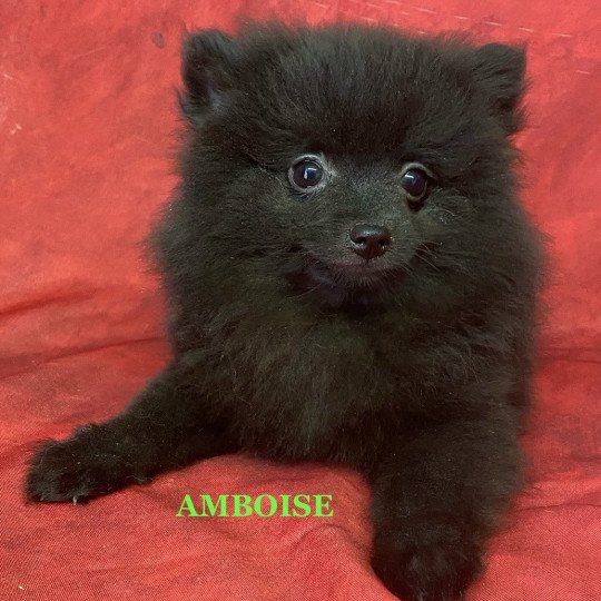chiot Spitz allemand AMBOISE spitz Domaine de la Chantelaie
