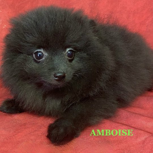 chiot Spitz allemand AMBOISE spitz Domaine de la Chantelaie