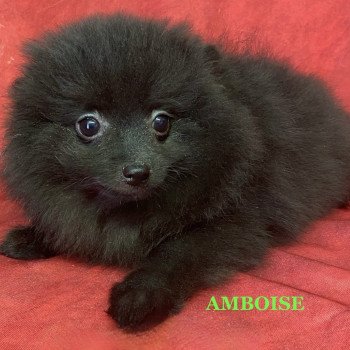 chiot Spitz allemand AMBOISE spitz Domaine de la Chantelaie chiot Spitz allemand AMBOISE spitz Domaine de la Chantelaie