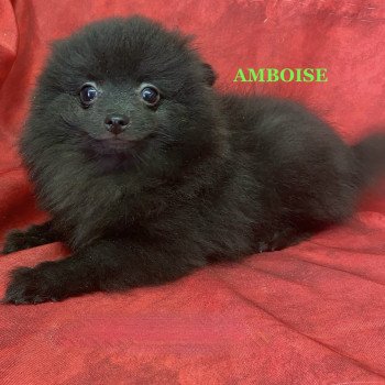 chiot Spitz allemand AMBOISE spitz Domaine de la Chantelaie chiot Spitz allemand AMBOISE spitz Domaine de la Chantelaie