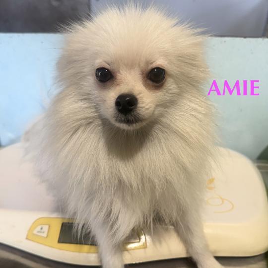 chien Spitz allemand AMIE spitz Domaine de la Chantelaie