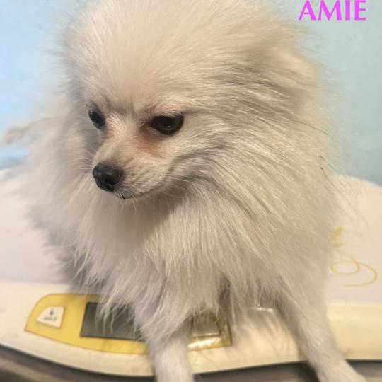 chien Spitz allemand AMIE spitz Domaine de la Chantelaie
