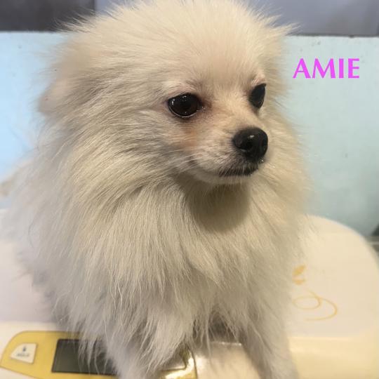 chien Spitz allemand AMIE spitz Domaine de la Chantelaie