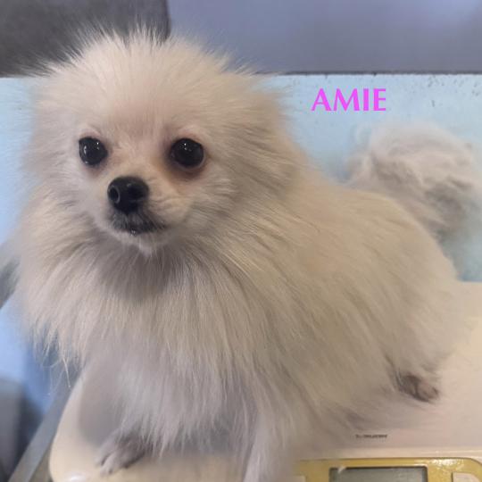 chien Spitz allemand AMIE spitz Domaine de la Chantelaie