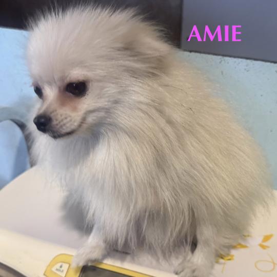 chien Spitz allemand AMIE spitz Domaine de la Chantelaie