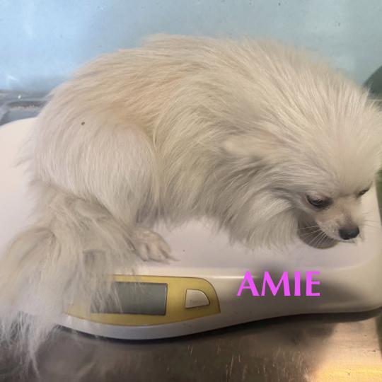chien Spitz allemand AMIE spitz Domaine de la Chantelaie